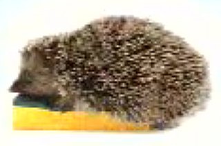 Horny Hedgehog Sells a Sponge